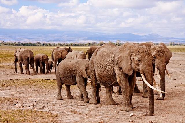 image from Amboseli Nationa Park Kenya