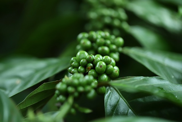 image from Archaeological Landscape of the First Coffee Plantations in the South East of Cuba