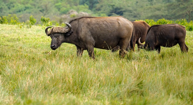 image from Animal activities Arusha