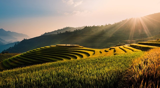 image from Banaue Rice Terraces