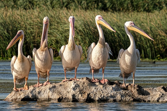 image from Bardejov Town Conservation Reserve