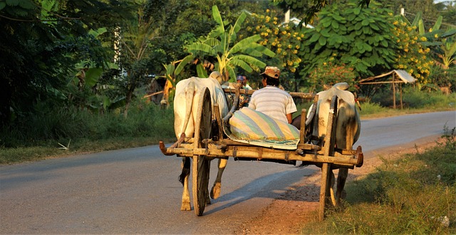 image from Shows And Events Battambang