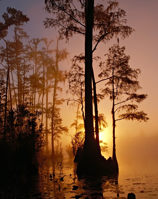 image from Bay Lake, Florida-nature-spots