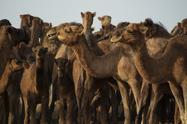 image from Animal activities Bulgan Province