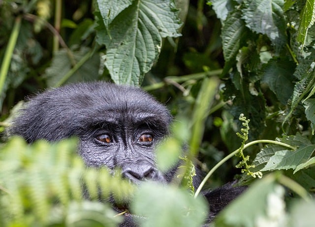 image from Bwindi Impenetrable Forest Uganda