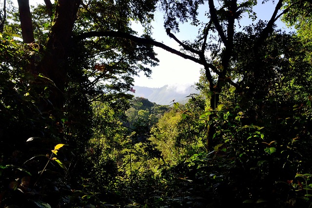 image from Bwindi Impenetrable National Park Uganda