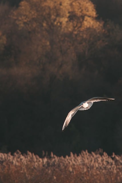 image from Animal activities Chisinau