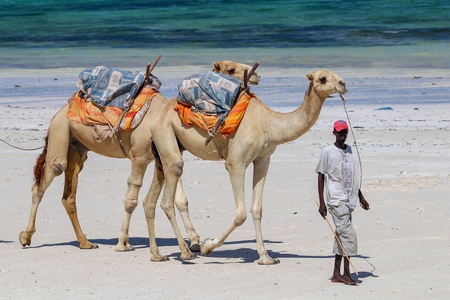 image from Multi-day Trips Diani Beach