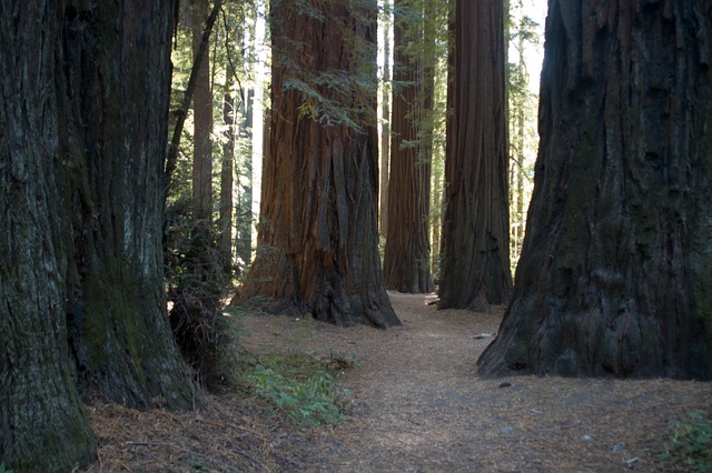 image from Drive Through a Giant Redwood in Northern California