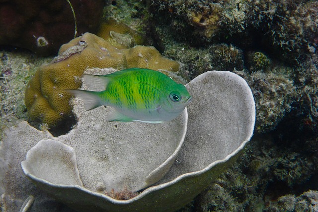 image from El Nido Boat Tours