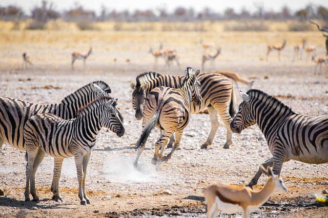 image from Etosha National Park, Namibia