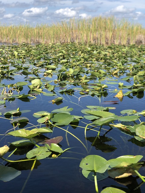 image from Romantic Getaways Everglades City