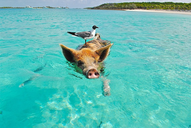 image from Feed Swimming Pigs in Exuma, the Bahamas.