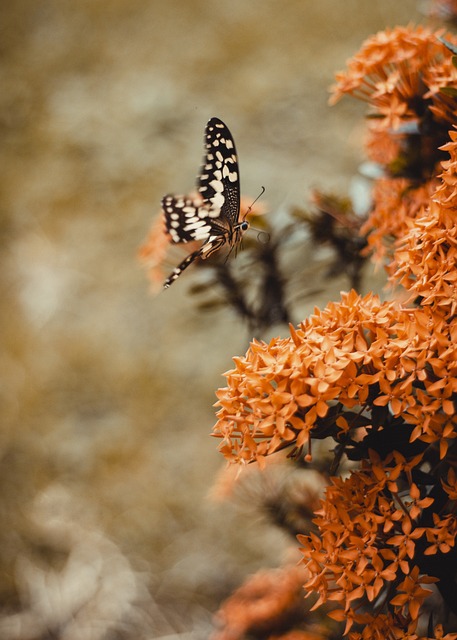 image from Multi-day Trips Ghana