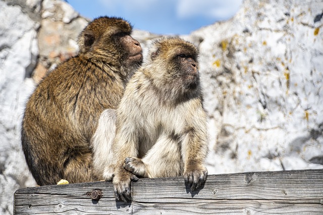 image from Gibraltar 7 Day Itinerary