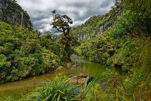 image from Gondwana Rainforests of Australia