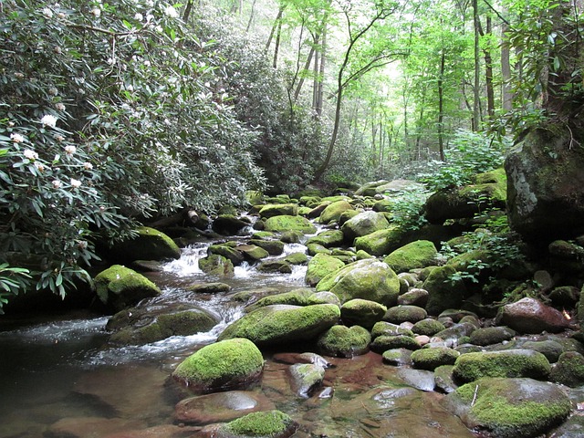 image from Great Smoky Mountains National Park, Tennessee