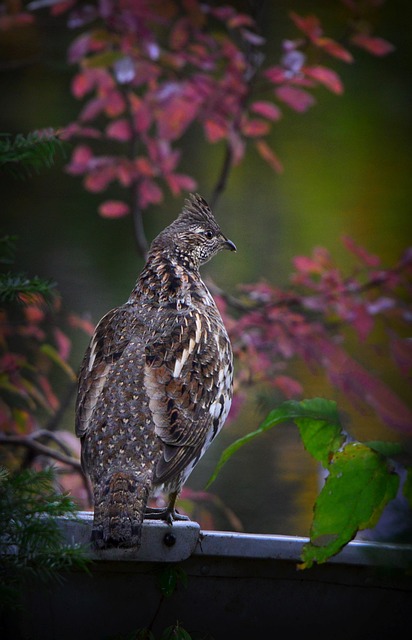 image from Grouse Mountain