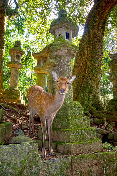 image from Historic Monuments of Ancient Nara