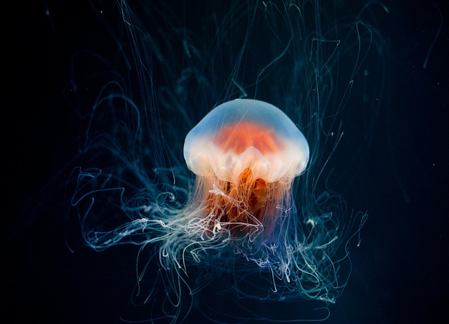 image from Jellyfish Lake, Eil Malk, Palau