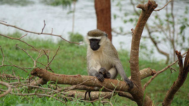 image from Sightseeing Jinja