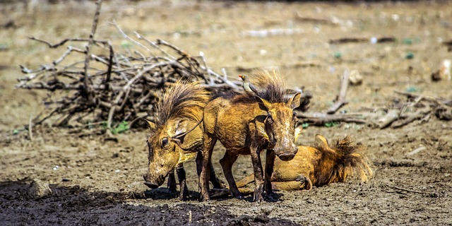 image from Kalahari Desert