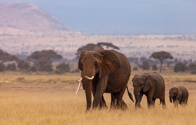 image from Animal activities Kenya