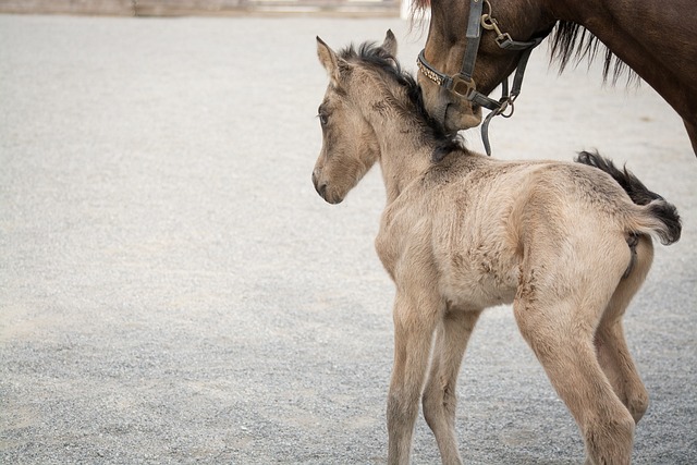 image from Landscape for Breeding and Training of Ceremonial Carriage Horses at Kladruby Nad Labem