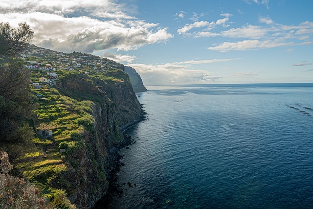 image from Laurisilva of Madeira