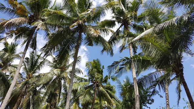 image from Lembongan Boat Tours