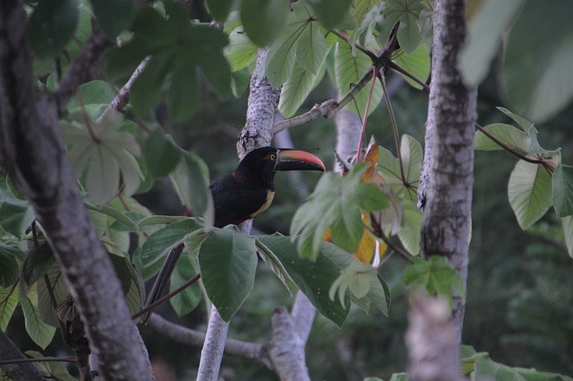 image from Sightseeing Manuel Antonio