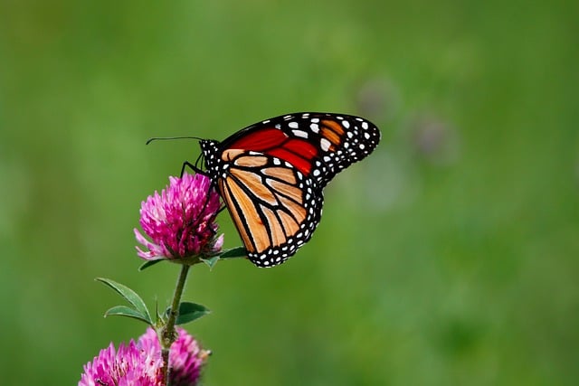 image from Monarch Butterfly Biosphere Reserve