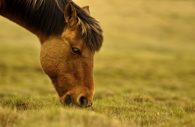 image from Walking Tours Mongolia