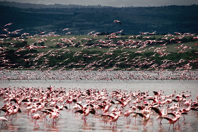 image from Mt Kenya Wildlife Conservancy