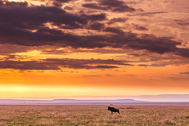 image from Bus Tours Nairobi