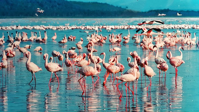 image from Sightseeing Nakuru