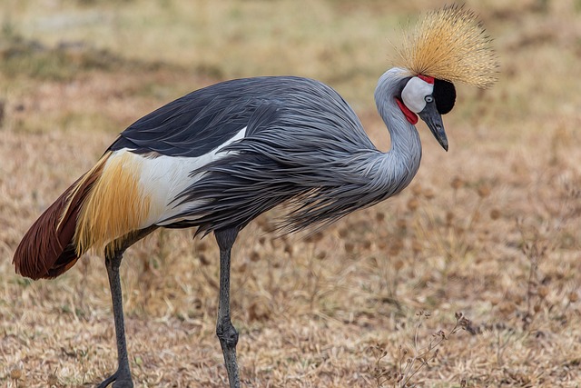 image from Ngorongoro Crater