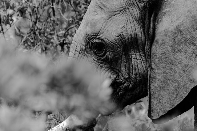 image from Niokolo Koba National Park