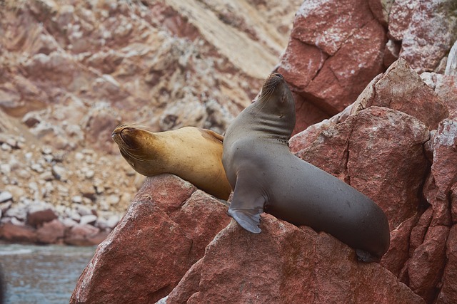 image from Paracas Boat Tours