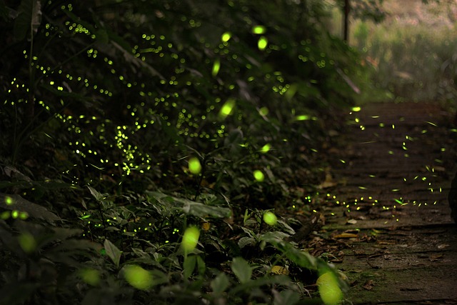 image from Walking Tours Pedra Lume