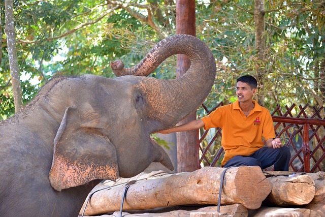 image from Attraction Tours Pinnawala