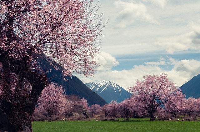 image from Potala Palace, Tibet