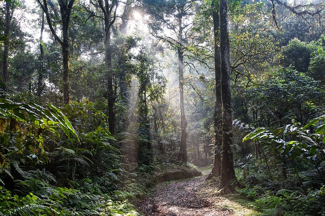 image from Rainforests of the Atsinanana