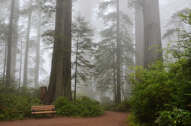 image from Redwood National And State Parks