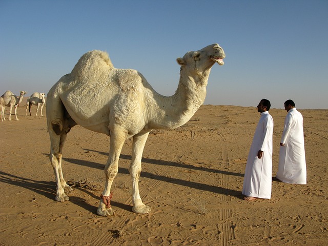 image from Saudi Arabia 5 Day Itinerary