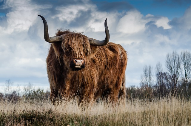 image from Workshops Scottish Highlands