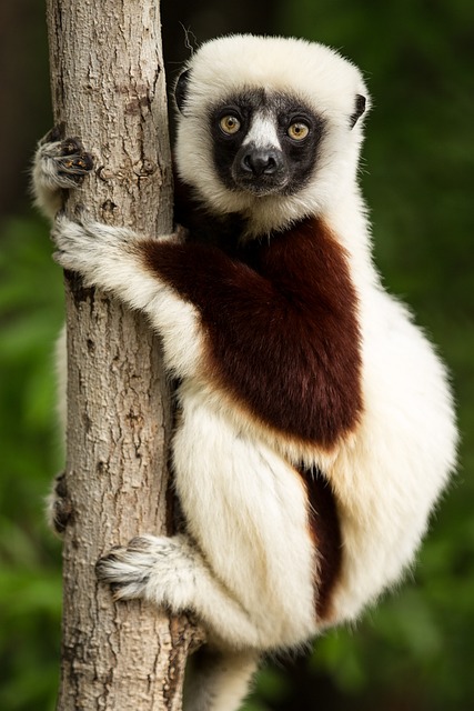 image from See Lemurs in Madagascar