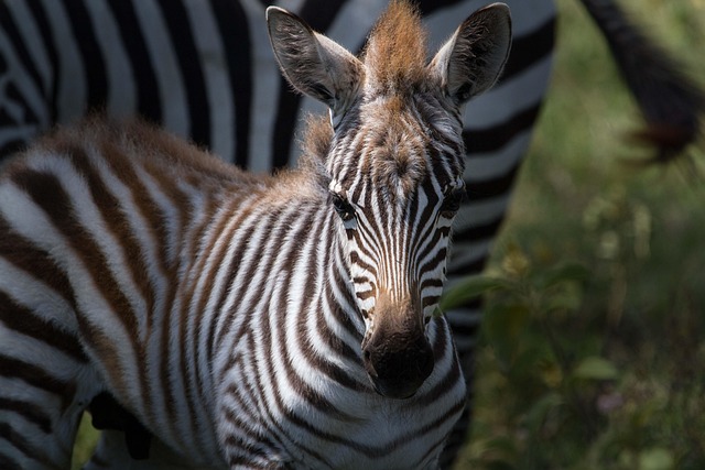 image from Seychelles, East Africa