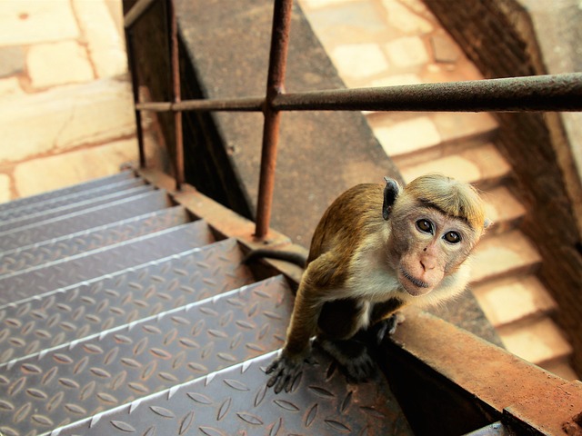 image from Couple Activities Sigiriya