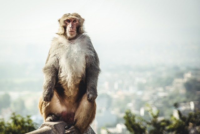 image from Activities Swayambhu